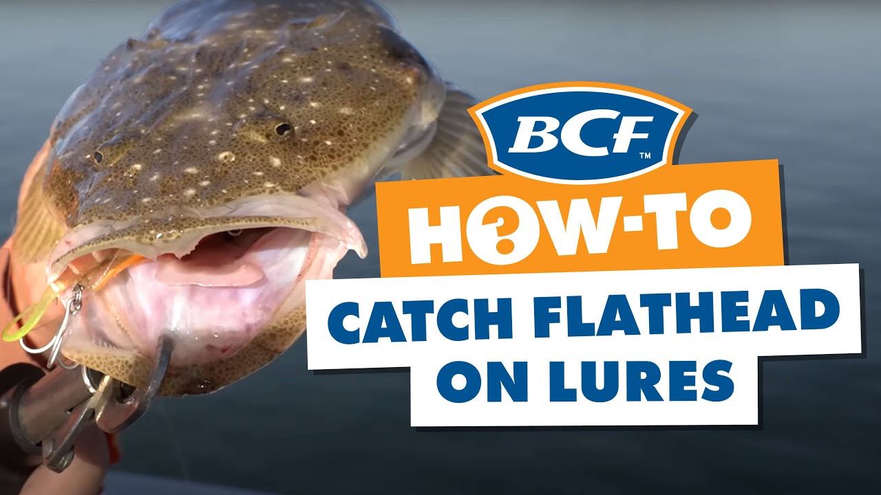 BCF - How to catch Flathead on lures - BCF 