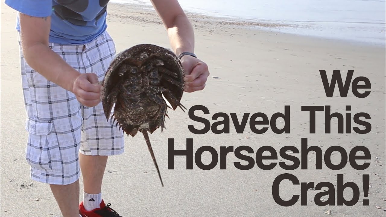 We Rescue a Horseshoe Crab!