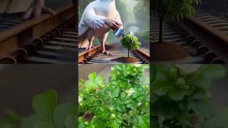 Story Or Aam Ka Ped Official Channel