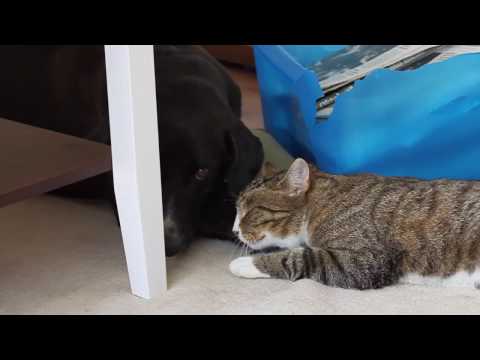 Video: Rimadyl - Lemmikkieläinten, Koirien Ja Kissojen Lääkitys Ja Reseptilista