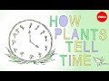 How plants tell time - Dasha Savage