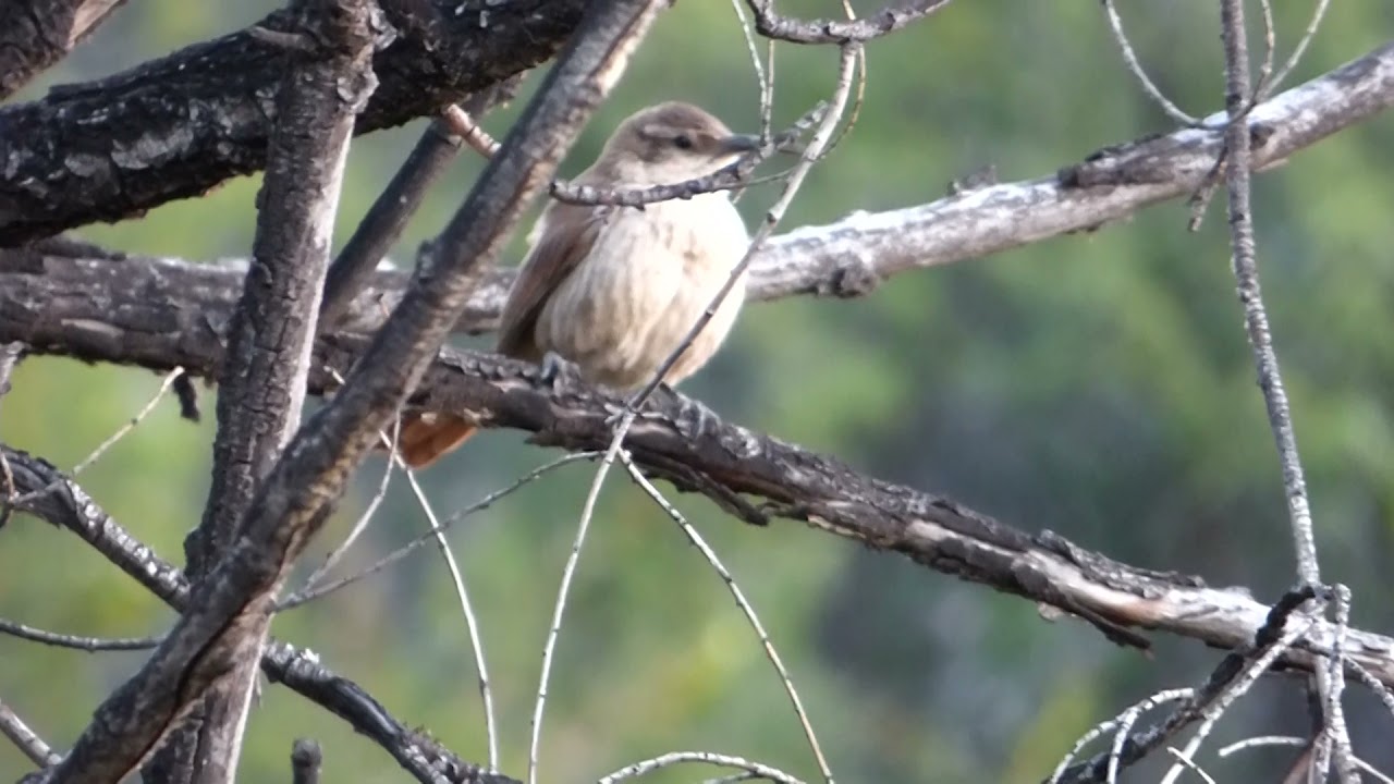 Passeriformes: Furnariidae Rock Earthcreeper Ochetorhynchus andaecola