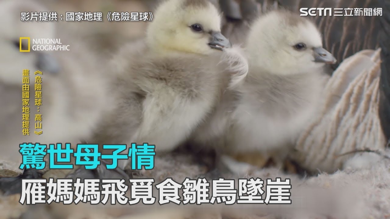 國家地理 危險星球 驚世母子情雁媽媽飛覓食雛鳥墜崖相隨 三立新聞網setn Com Youtube