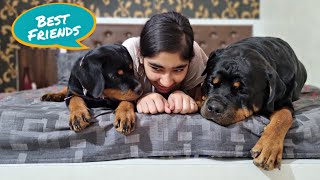 A day with my 2 dogs | rottweiler puppy | funny dog videos  |