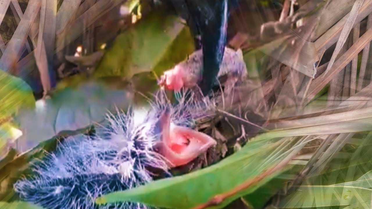 HARI KE-2 ANAK BURUNG INI MULAI MAKAN YANG LUNAK