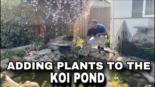 ADDING PLANTS TO THE KOI POND