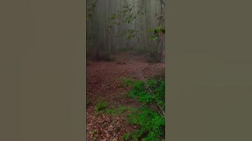 Thumbnail of In the forest, when the air suddenly becomes foggy. #explore #nature #forest  #reels #music #like