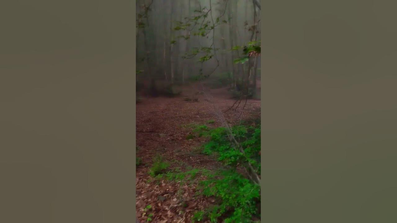 In the forest, when the air suddenly becomes foggy. #explore #nature #forest #reels #music #like In the forest, when the air suddenly becomes foggy. #explore #nature #forest #reels #music #like