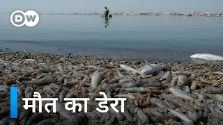 सैलानियों की जन्नत कैसे बनी मौत का डेरा [Mar Menor: fertilized to death?]