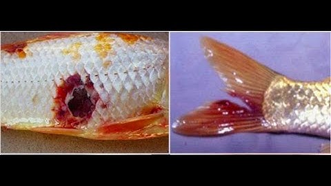 Trị bệnh cá koi bị lở mình - thối đuôi (Treatment of koi fish disease - tail rot)