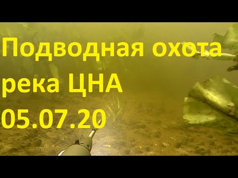 Подводная охота на реке Цна. 05.07.20г.