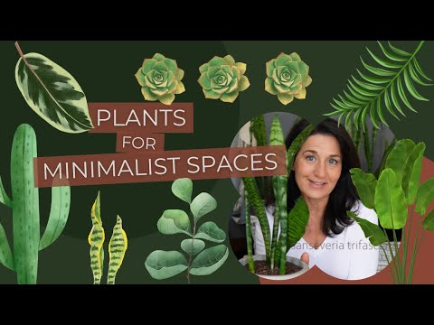 Video: Lyse og dristige stueplanter - stueplanter der giver et statement