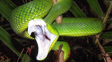 Stunning Slow-Motion Snake Strike