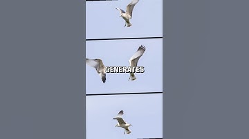 🐦 The Physics of Bird Flight