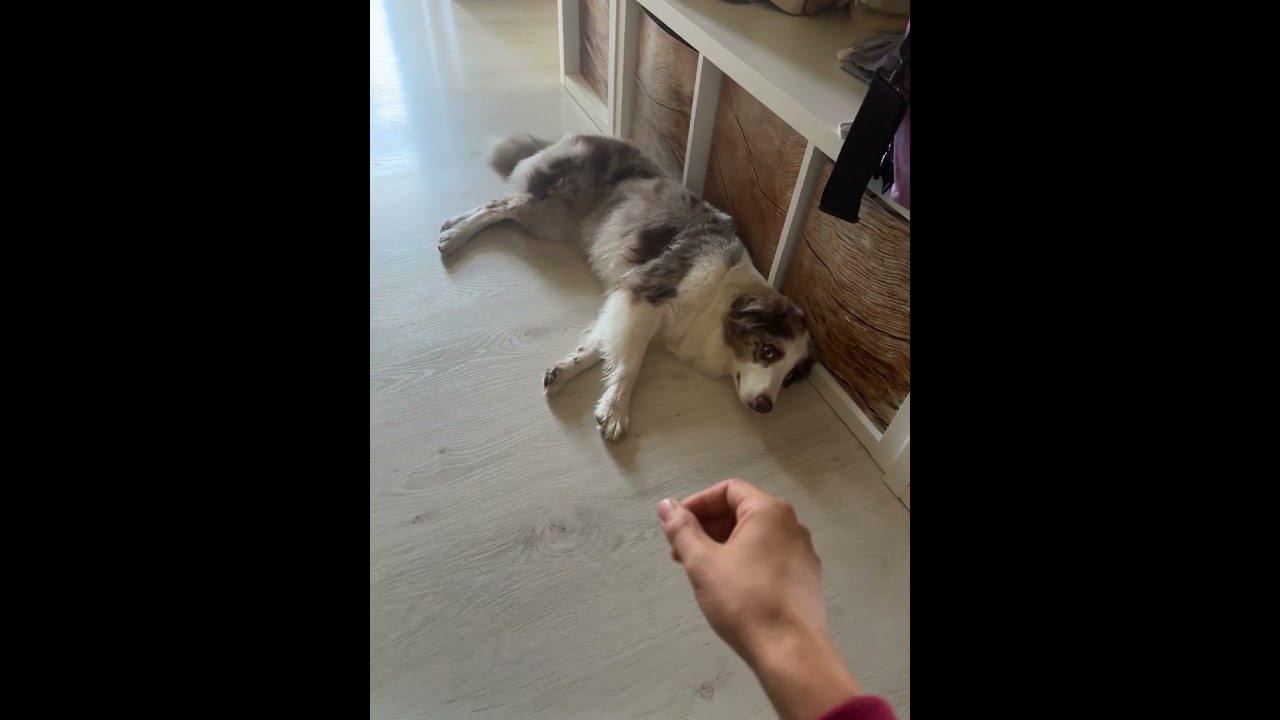 Mascha: Sitz, Platz und Peng❗️🔫 