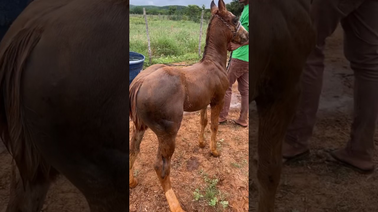 Potro quarto de milha puro!❤️🐎😍🫶👏🏻👏🏻👏🏻🤩🥰🇧🇷