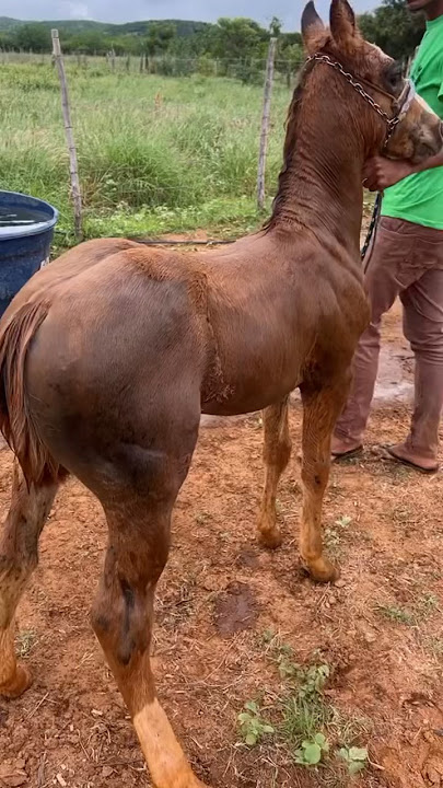 Potro quarto de milha puro!❤️🐎😍🫶👏🏻👏🏻👏🏻🤩🥰🇧🇷