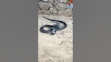 Kỳ đà cắn thóp rắn độc #animals #dongvat #shortvideo #thưgiãn #snake #wildlife #thugian #wildlife