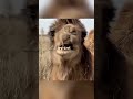 "Why Mexican Farmers Burn Cactus Before Feeding Cows 🌵🔥 #mindblowing #nobatidao #youtubeshorts #fyp