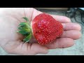Aquaponic Strawberries - AN ENTIRE YEAR
