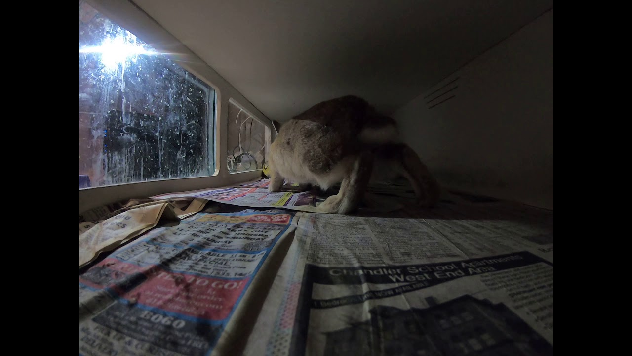 Reticulated Python vs Rabbit Live feeding #shorts - YouTube