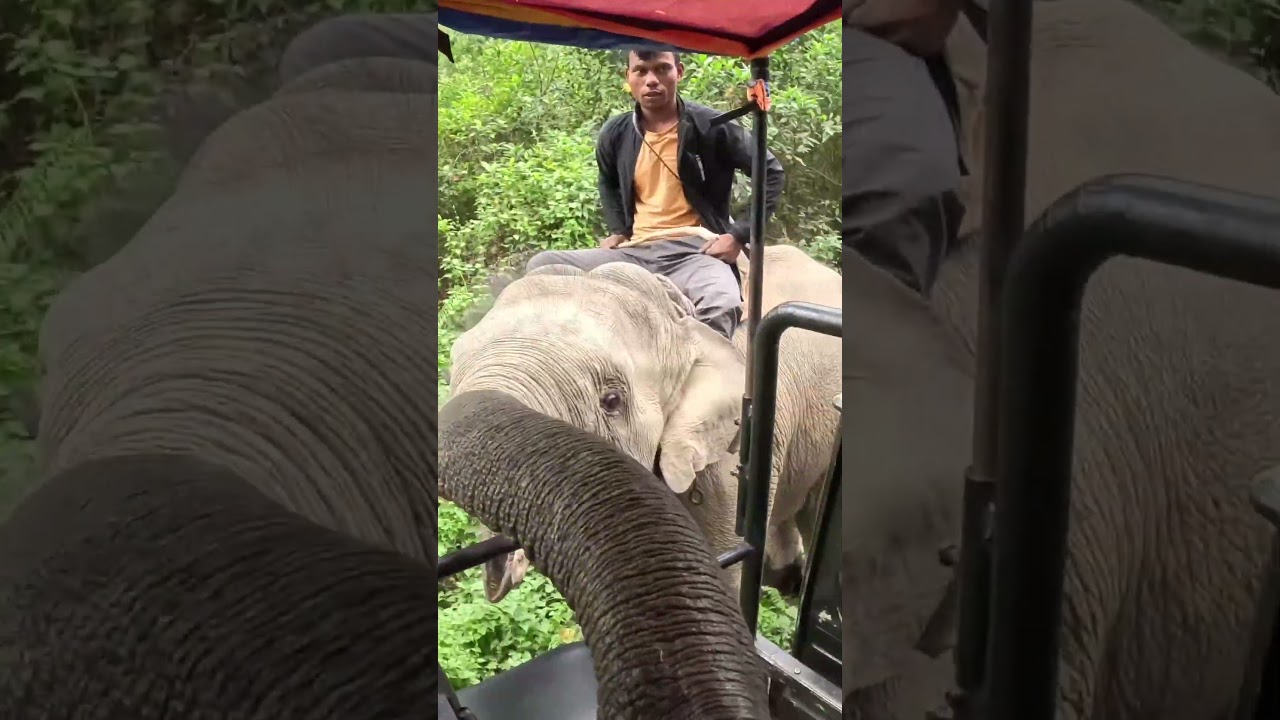 Attacked By Elephants in Chitwan Nepal 🇳🇵