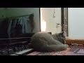 とてもかわいい子猫 part 2 || 子猫 2022