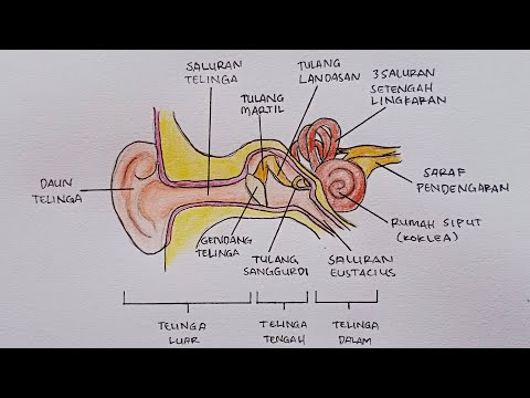 Video: Cara Memakai Penutup Telinga: 8 Langkah (dengan Gambar)