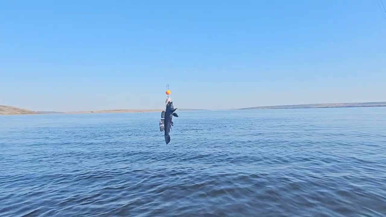 рыбалка на Тилигульском лимане 02.08.25