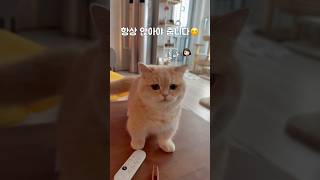 송이가 기분나쁘답니다 #먼치킨#고양이#cat#munchkin