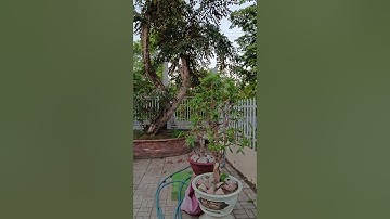 (Đã Bán) Khách chiều tối xem nhà vườn nghĩ dưỡng 470m2 cách chợ Trường Long 200m lộ 11.8m.