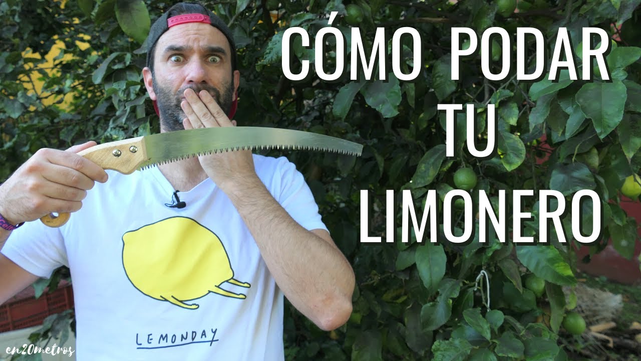 CÓMO PODAR UN LIMONERO: todo lo que necesitas saber para hacerlo BIEN || en20metros