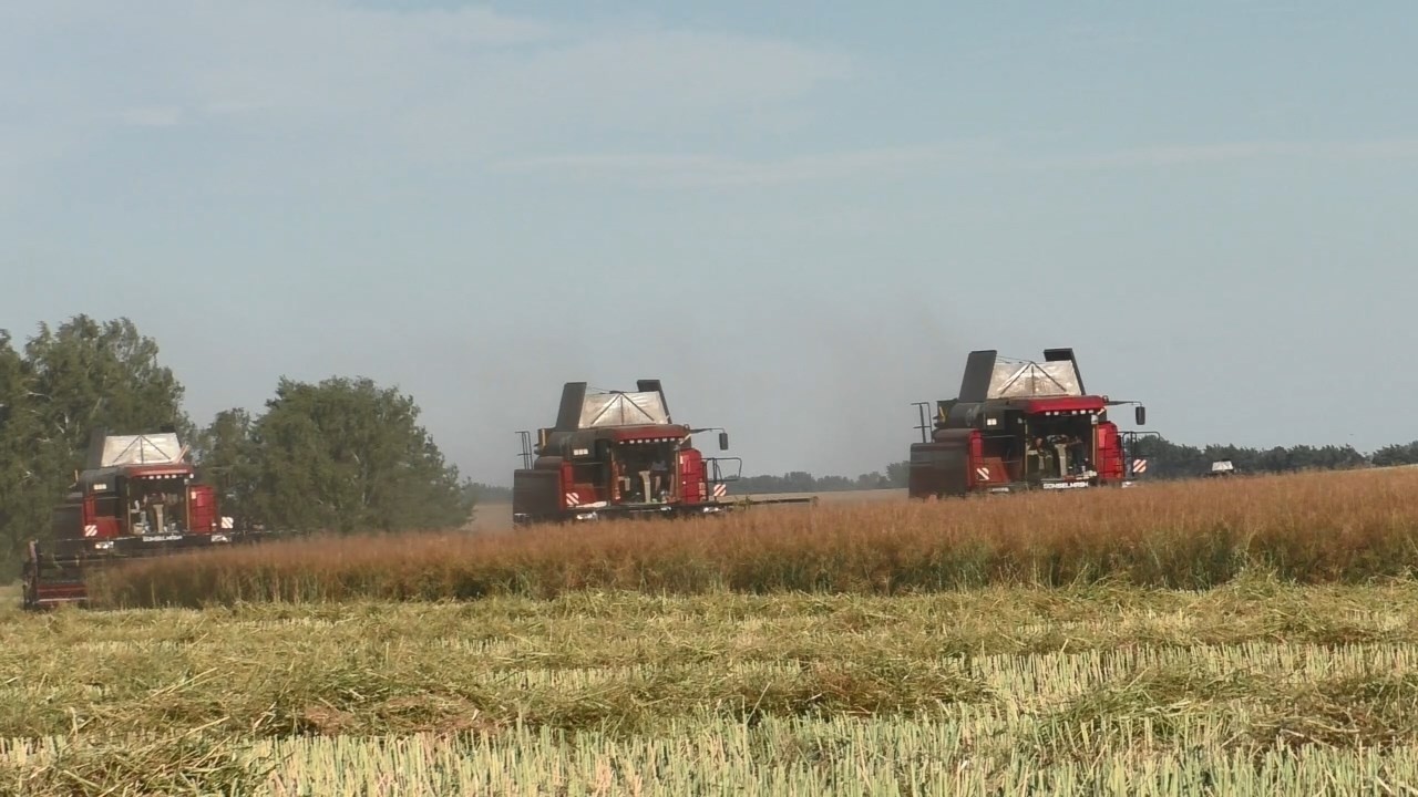 Уборка рапса:  GOMSELMASH GS12A1  -  мастер своего дела! (Часть 2)