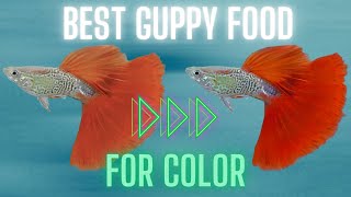 Guppy Fish Care - How Can I Enhance My Guppy Color? 11 Easy Tips