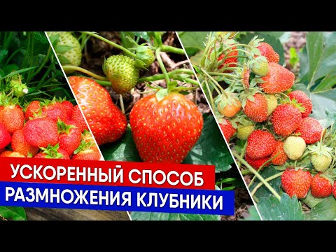 Ускоренный способ размножения клубники