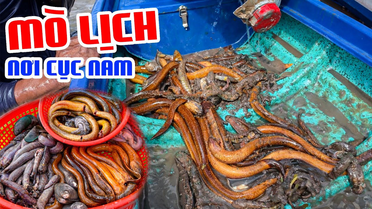 Mò Lịch Khủng, Thục Cá Thòi Lòi Gần Cửa Biển Gò Công
