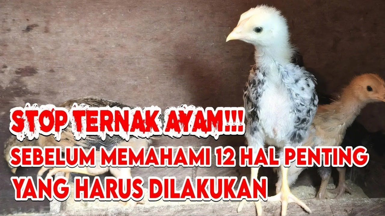 WAJIB TAU!‼️ 12 HAL PENTING INI BUAT PETERNAK PEMULA