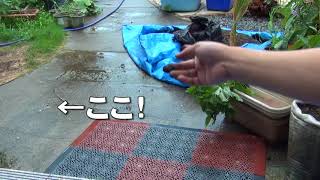 土嚢袋栽培8　閲覧注意 " ジャガイモ掘り”が”イモムシ掘り” に