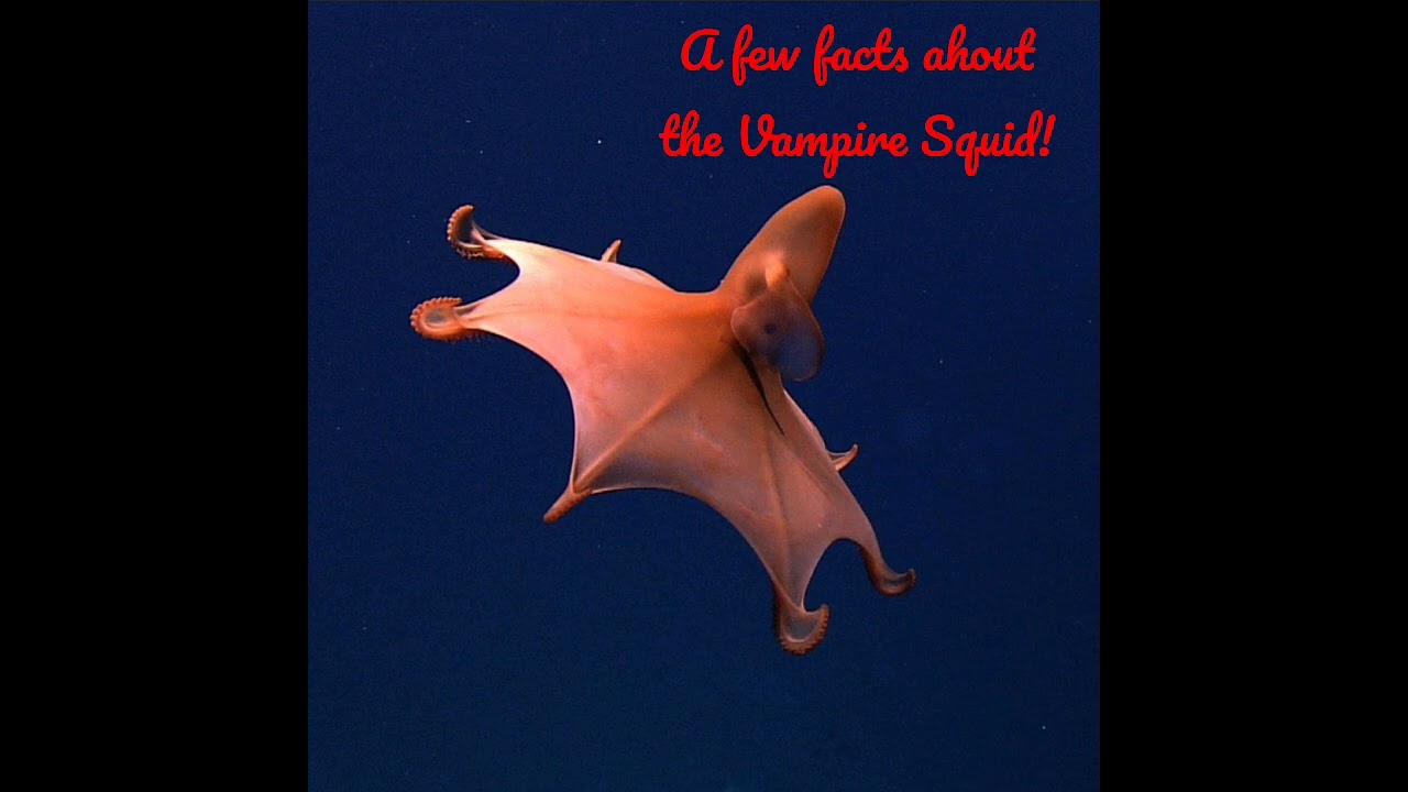 Vampire Squid Facts Part 1