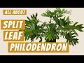 All about the Split Leaf Philodendron | Philodendron Selloum | Tree Philodendron