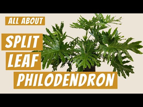 Video: Split Leaf Philodendron Care - Leer over het kweken van een Philodendron Selloum-plant