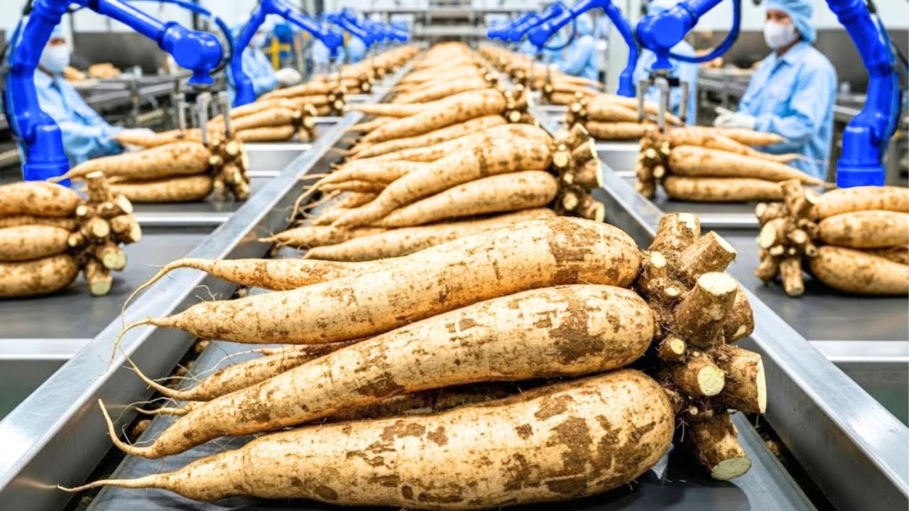 INSIDE A TAPIOCA STARCH FACTORY: HOW FRESH CASSAVA ROOTS TURN INTO SNOW-WHITE POWDER