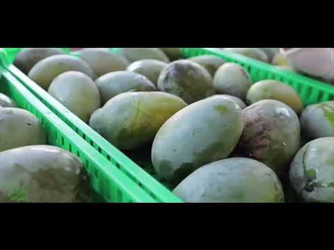 Как выращивают манго на плантациях Fresh Import в Египте