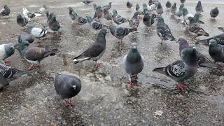 Pigeons on my car roof and all around me by Birdy Photography 58 views 12 days ago 40 seconds