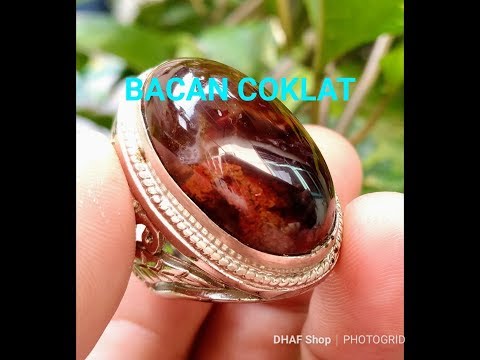 Fakta tentang Bacan Coklat | Apa bisa di treatment ?. 