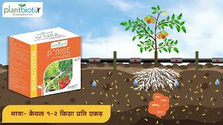 Plantbiotix's P'RISE (Hindi) Phosphate Solubilizing Bacteria (PSB) screenshot 4