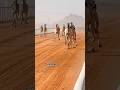 #camel race video daka chanal subscribe Kara like Kara