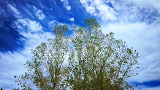 Relaxing Windy Tree | Binaural Nature Sounds for Sleep, Meditation, & Stress Relief