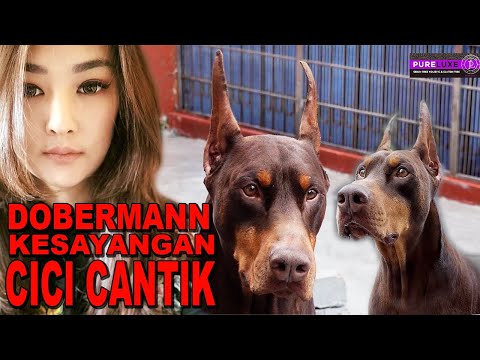 ANJING DOBERMANN AMERIKA KESAYANGAN CICI CANTIK