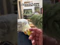【冠羽ハミハミ】オカメに怒られるコザクラと飼い主　#オカメインコ　#コザクラインコ　#shorts